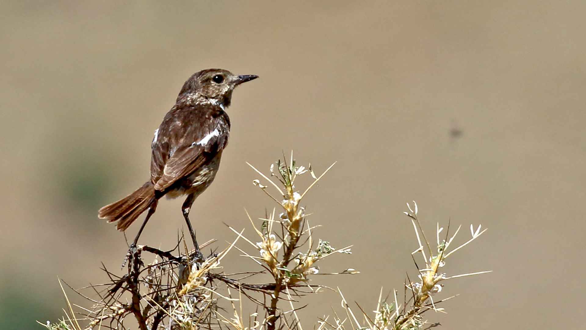 European Stonechat