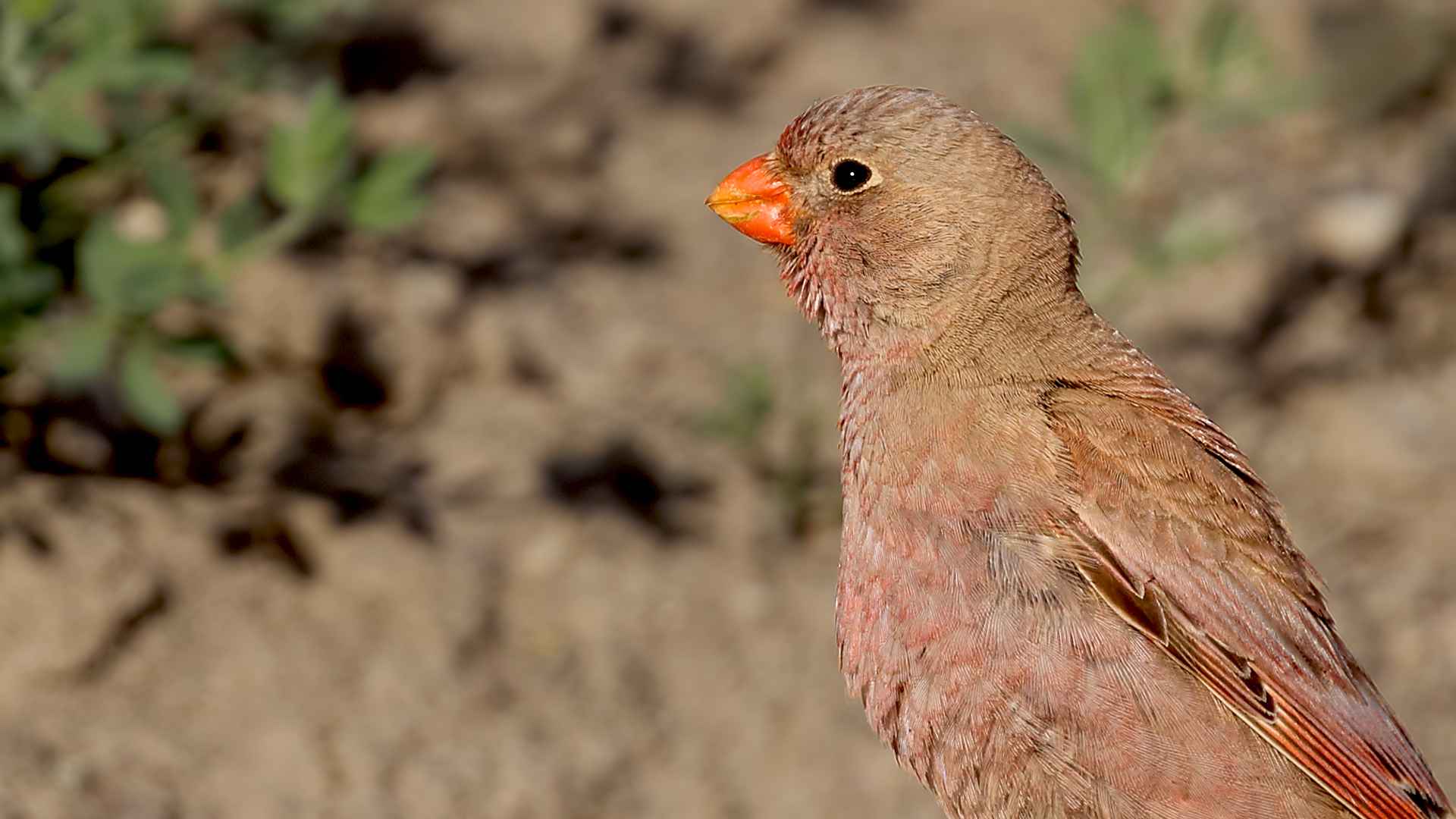 Trumpeter Finch