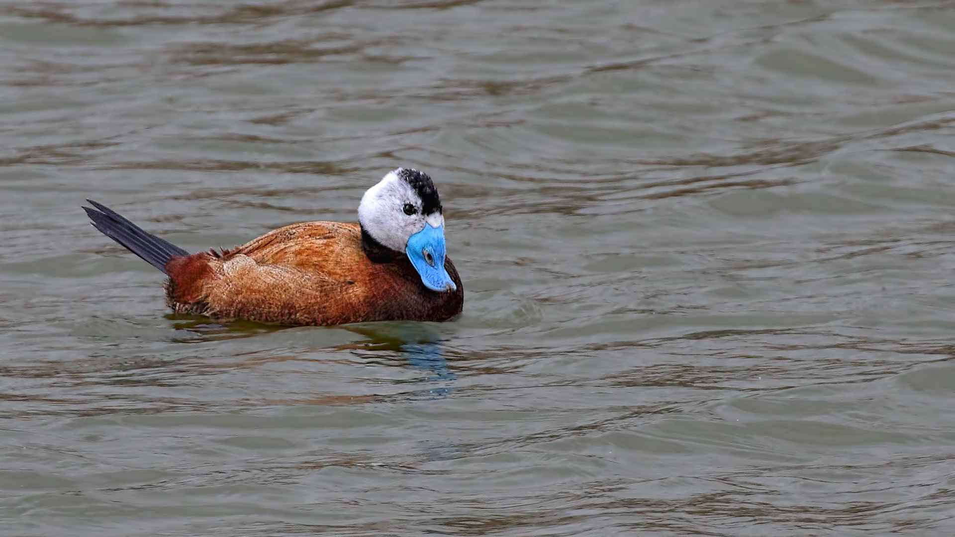 Dikkuyruk