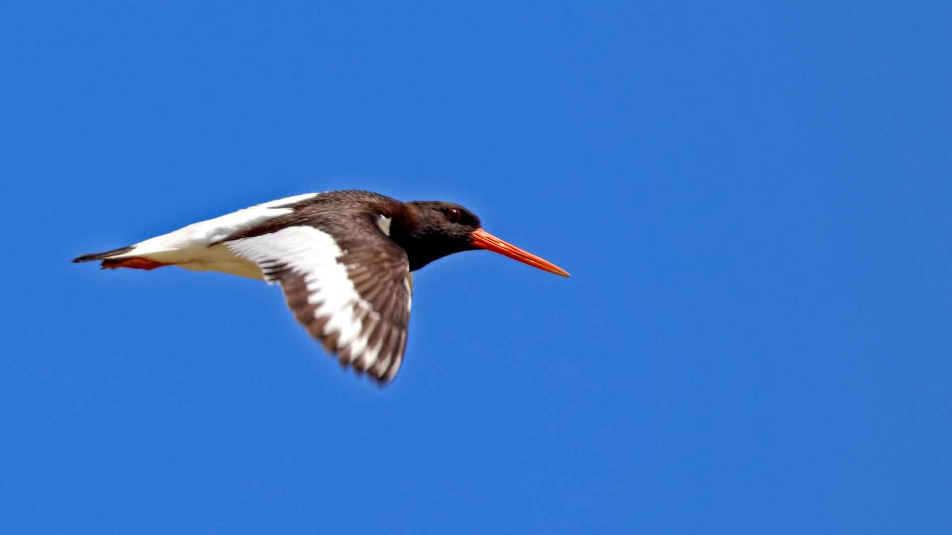 Eurasian Oystercatcher