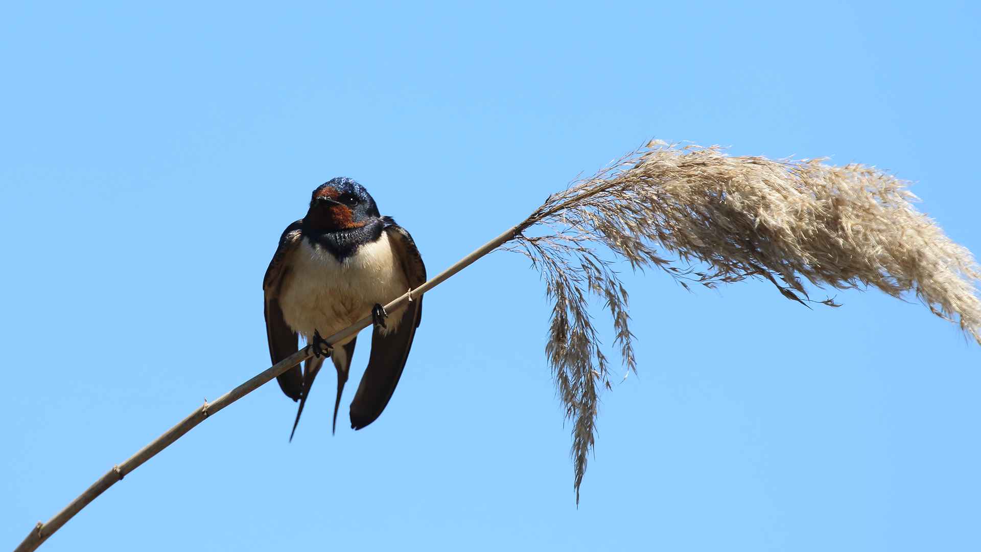 Barn Swallow