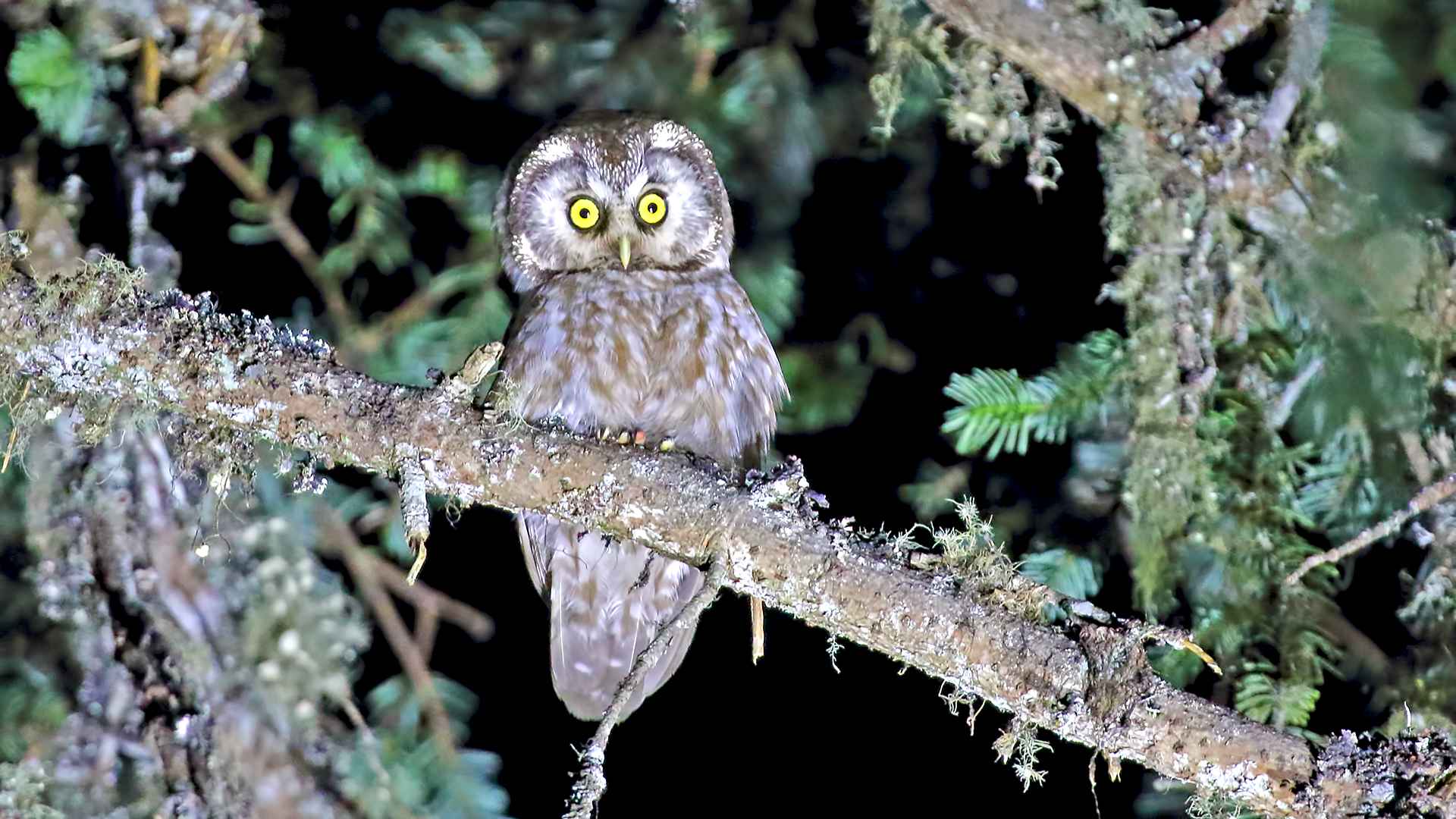 Boreal Owl