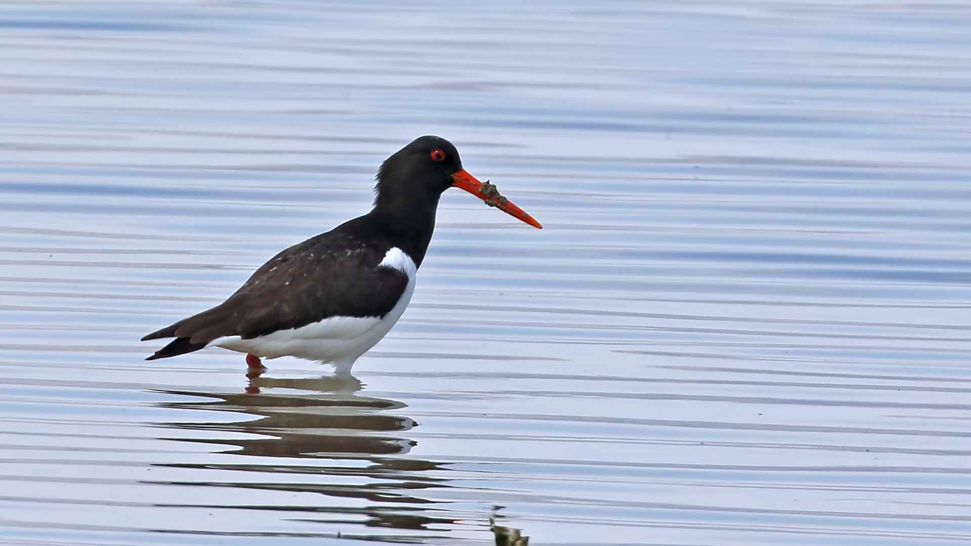 Eurasian Oystercatcher