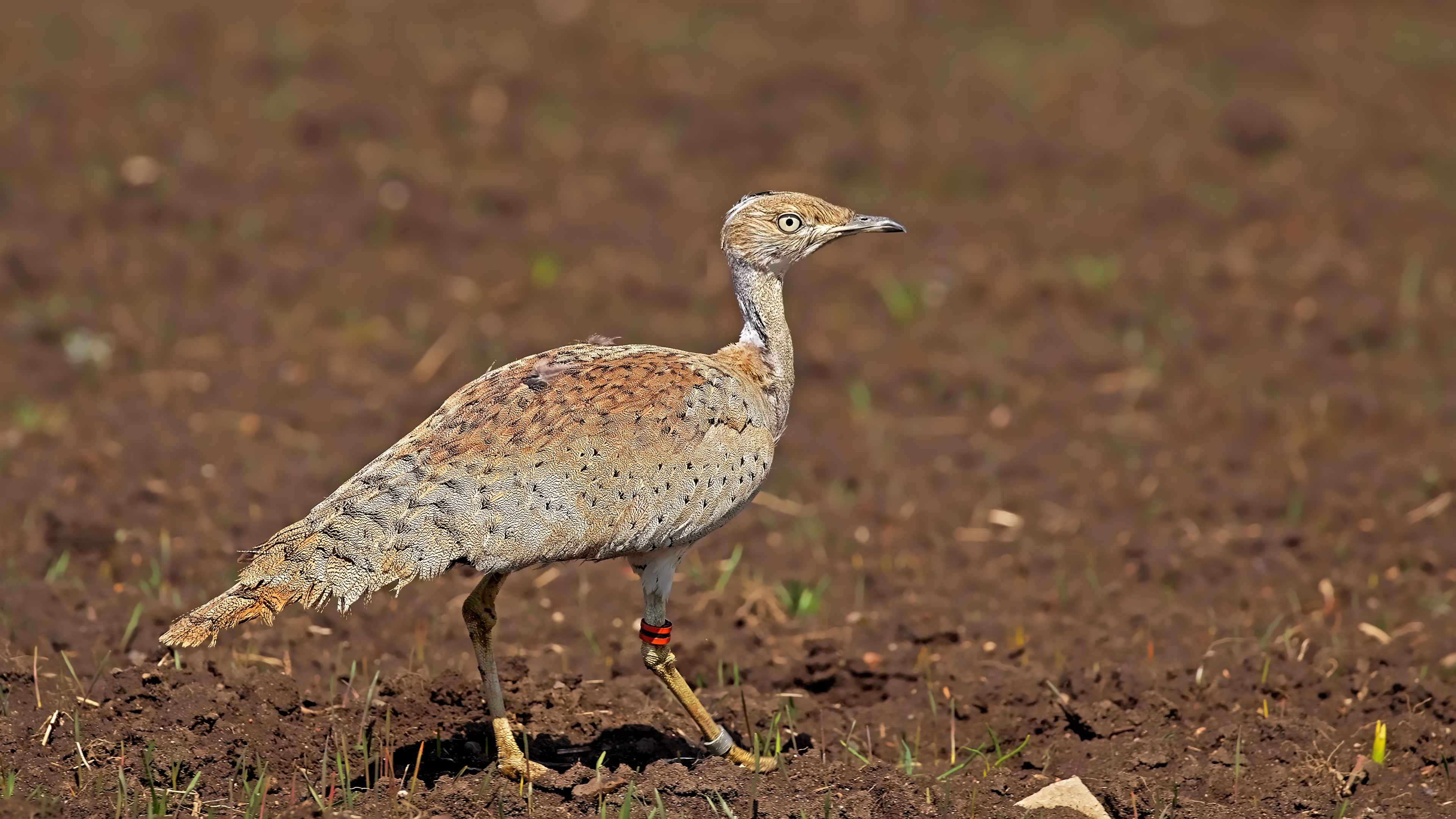Macqueen's Bustard