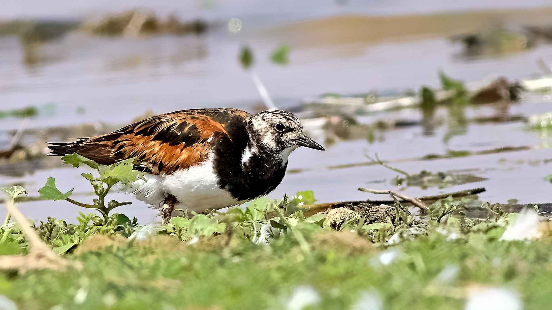 Ruddy Turnstone