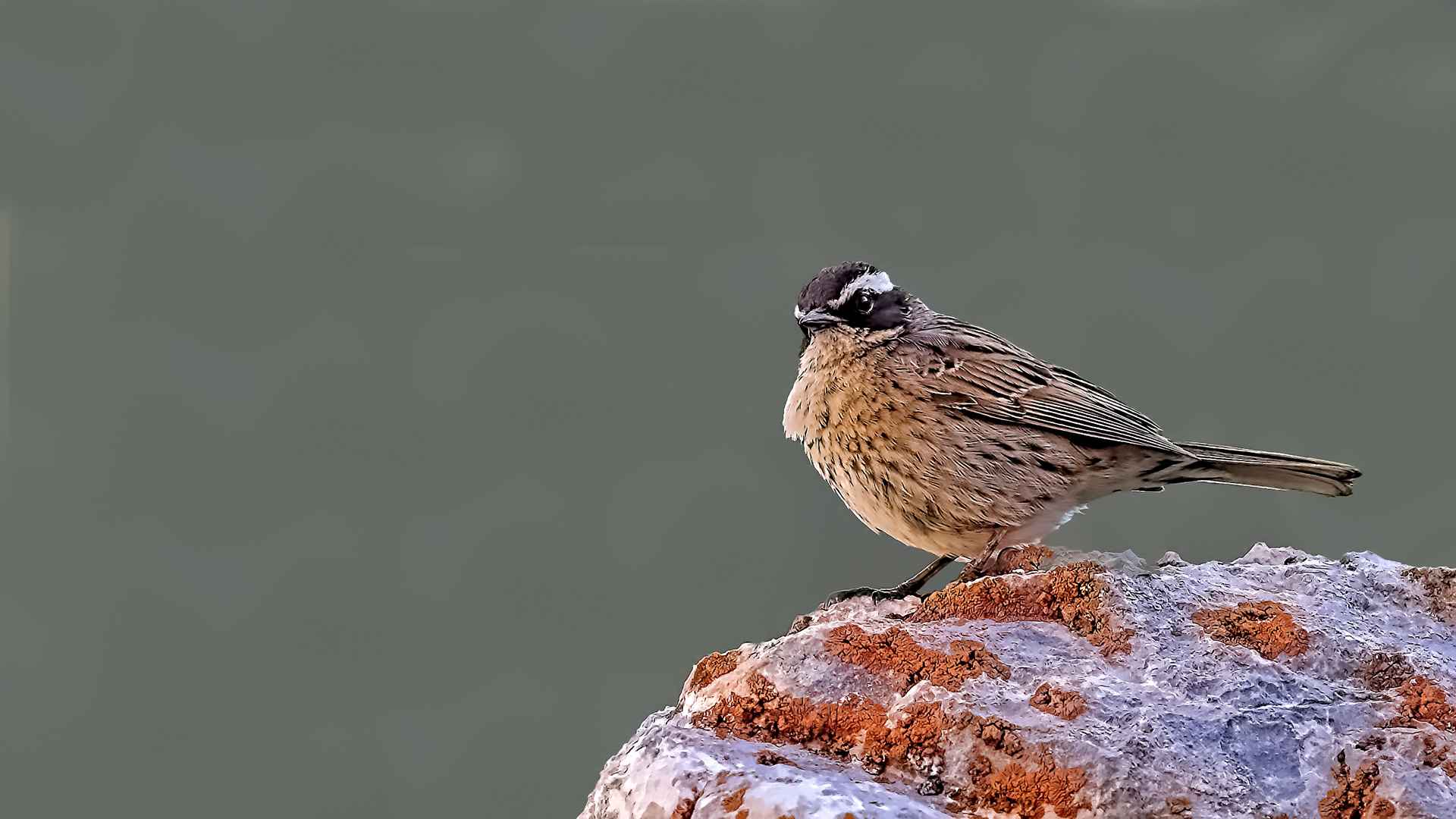 Radde's Accentor