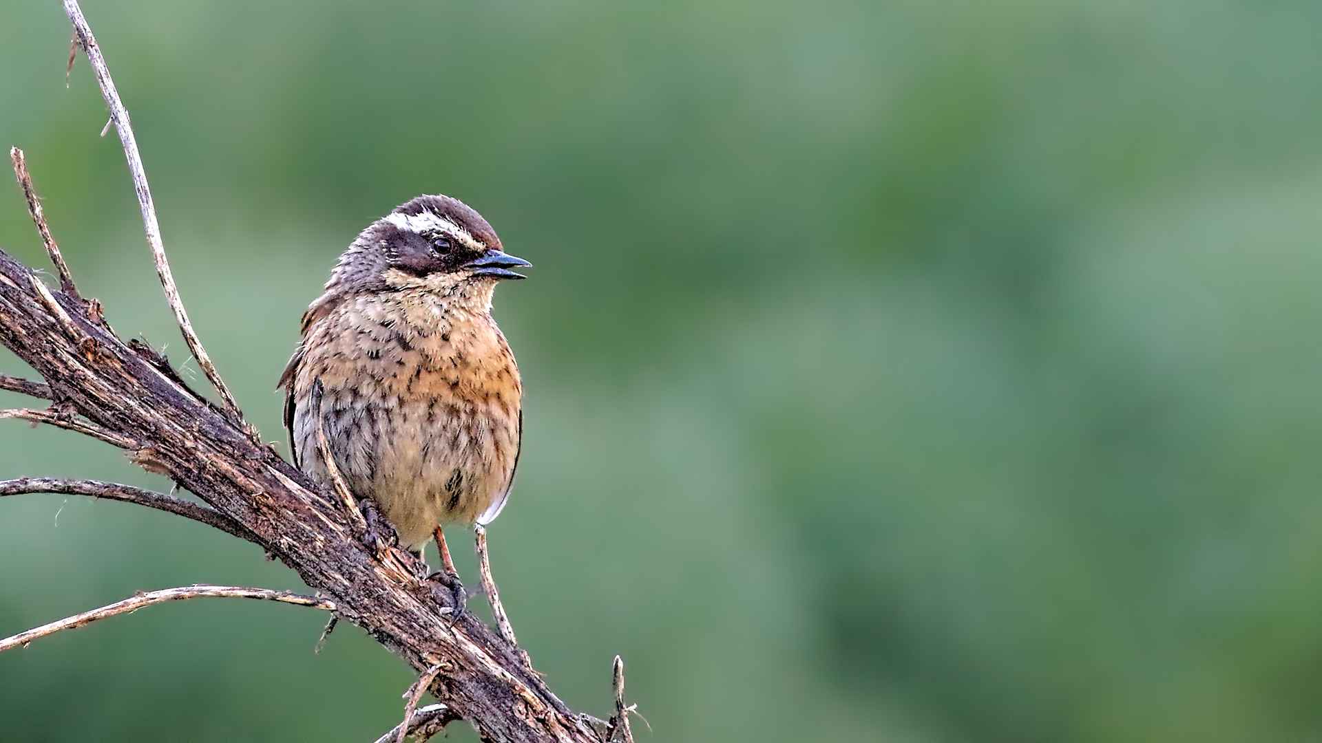 Radde's Accentor