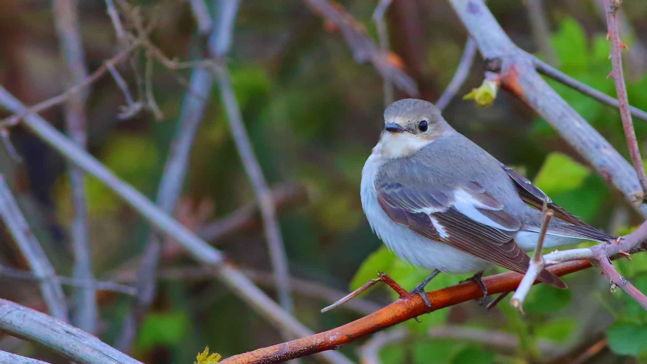 European Pied Flycatcher