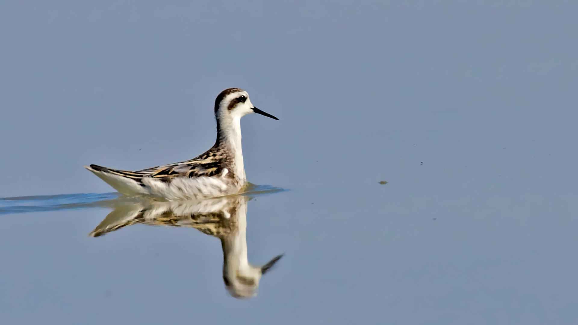 Red-necked Phalarope