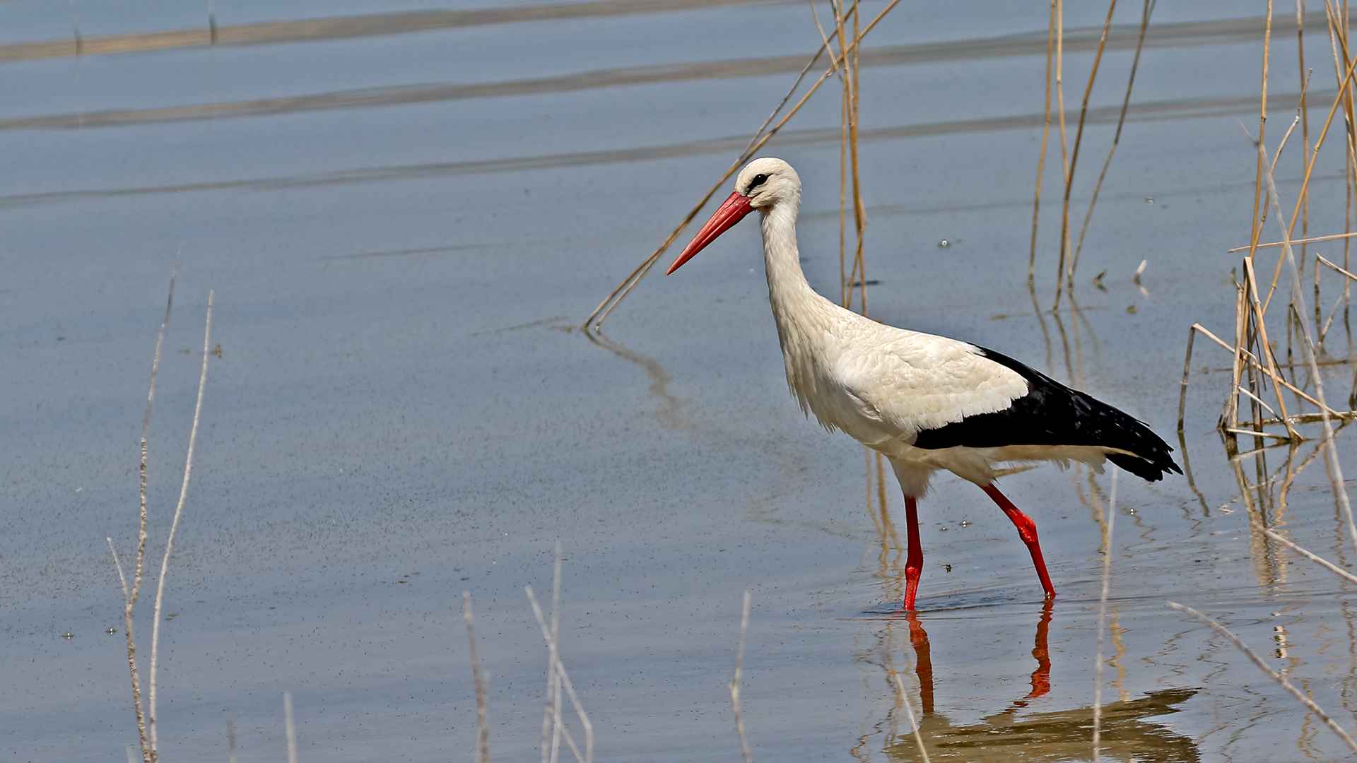 White Stork