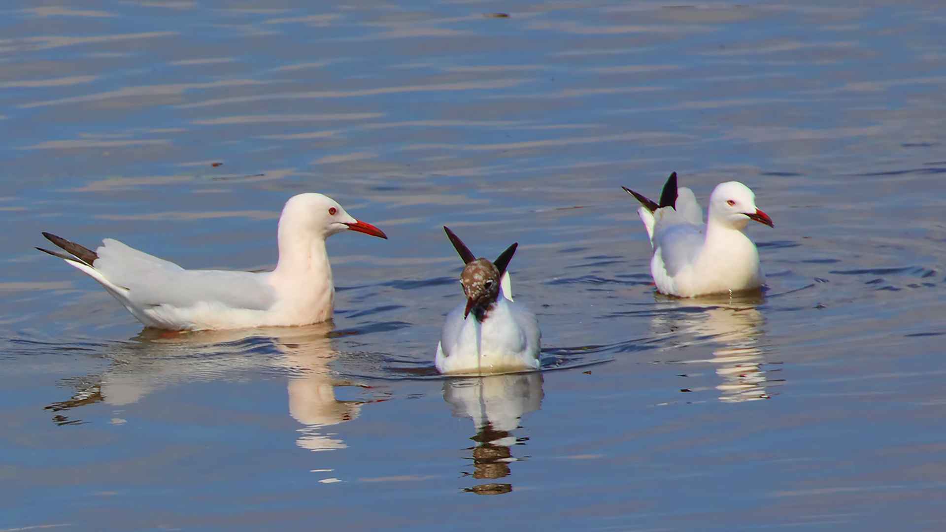 Slender-billed Gull