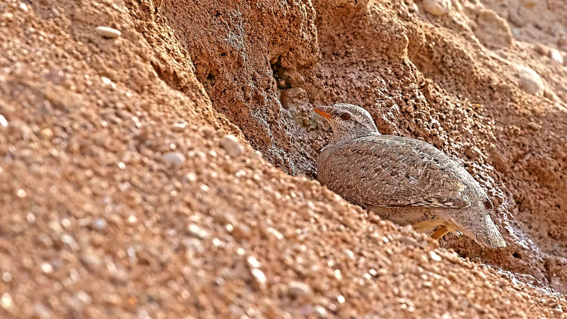 See-see Partridge