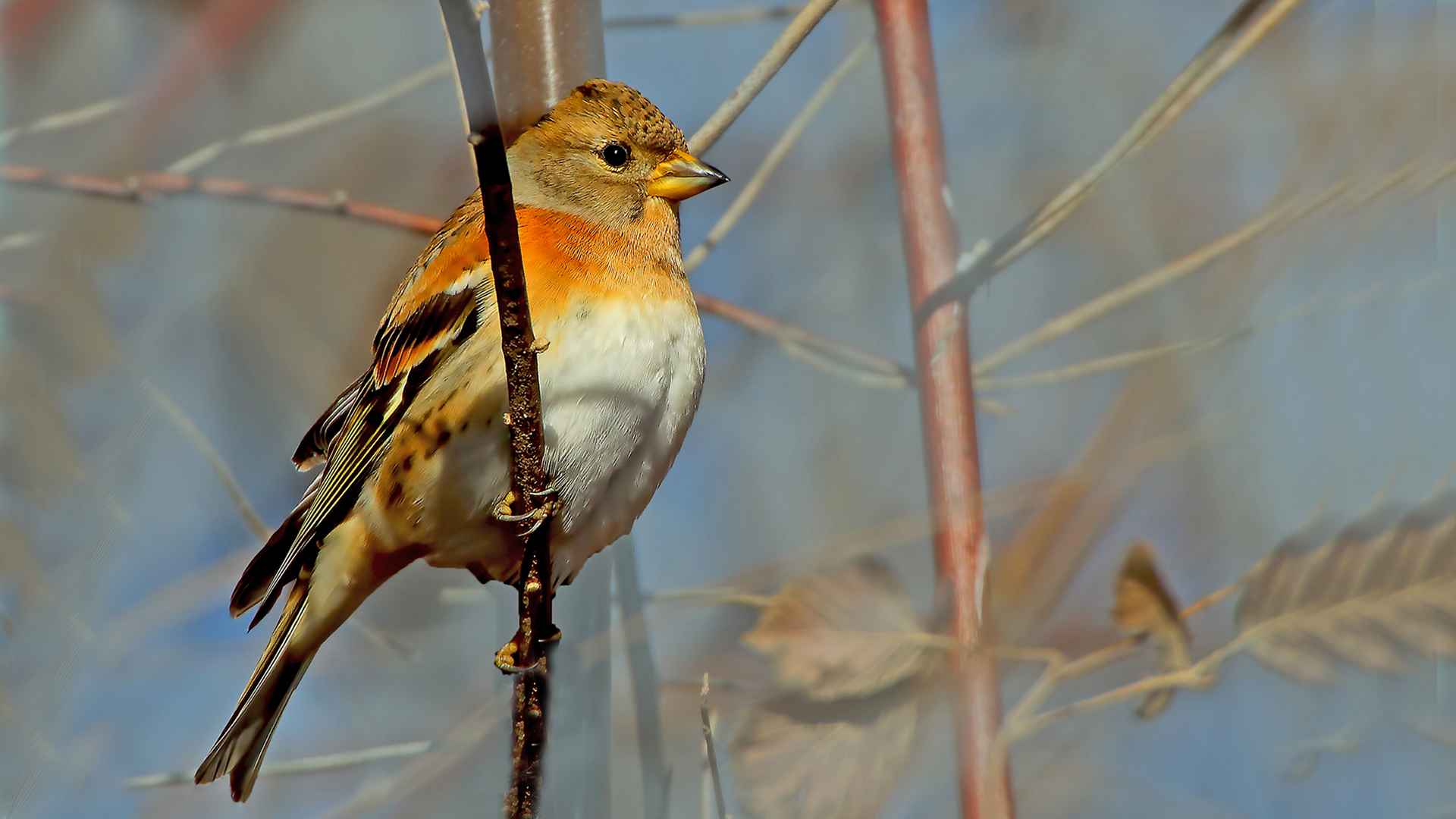 Brambling