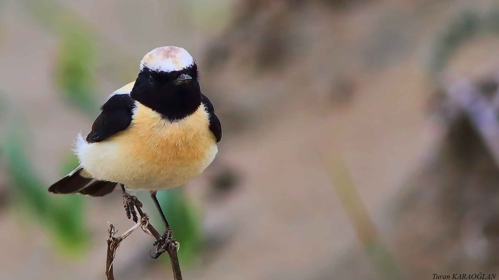 Karakulaklı kuyrukkakan