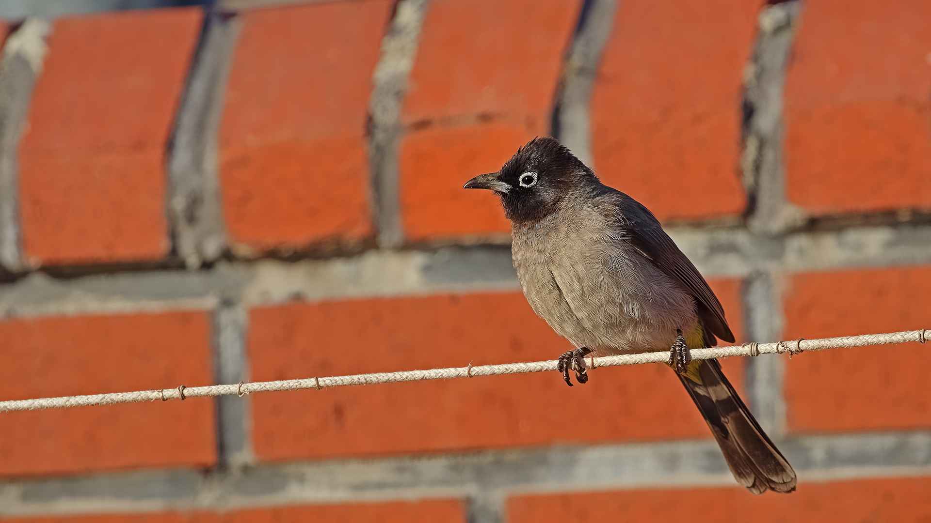 White-spectacled Bulbul