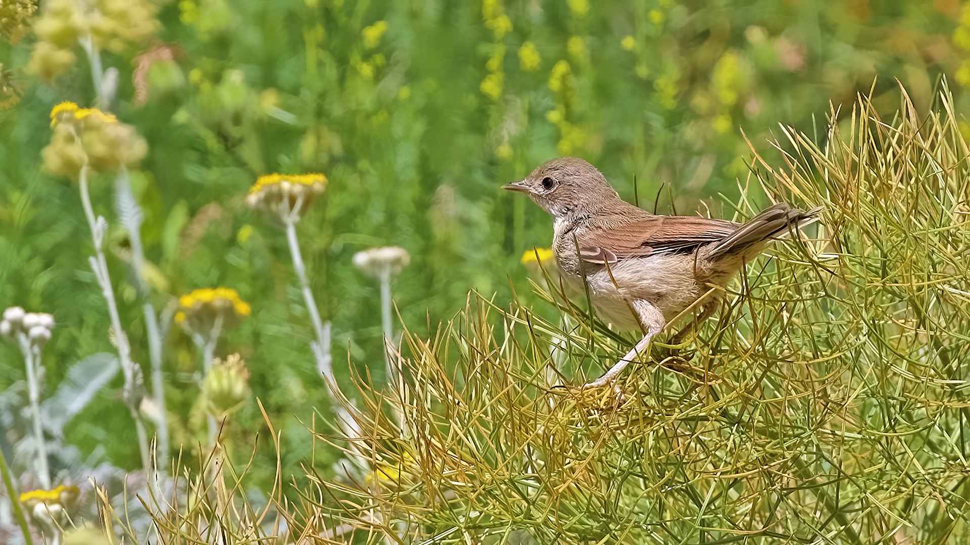 Greater Whitethroat