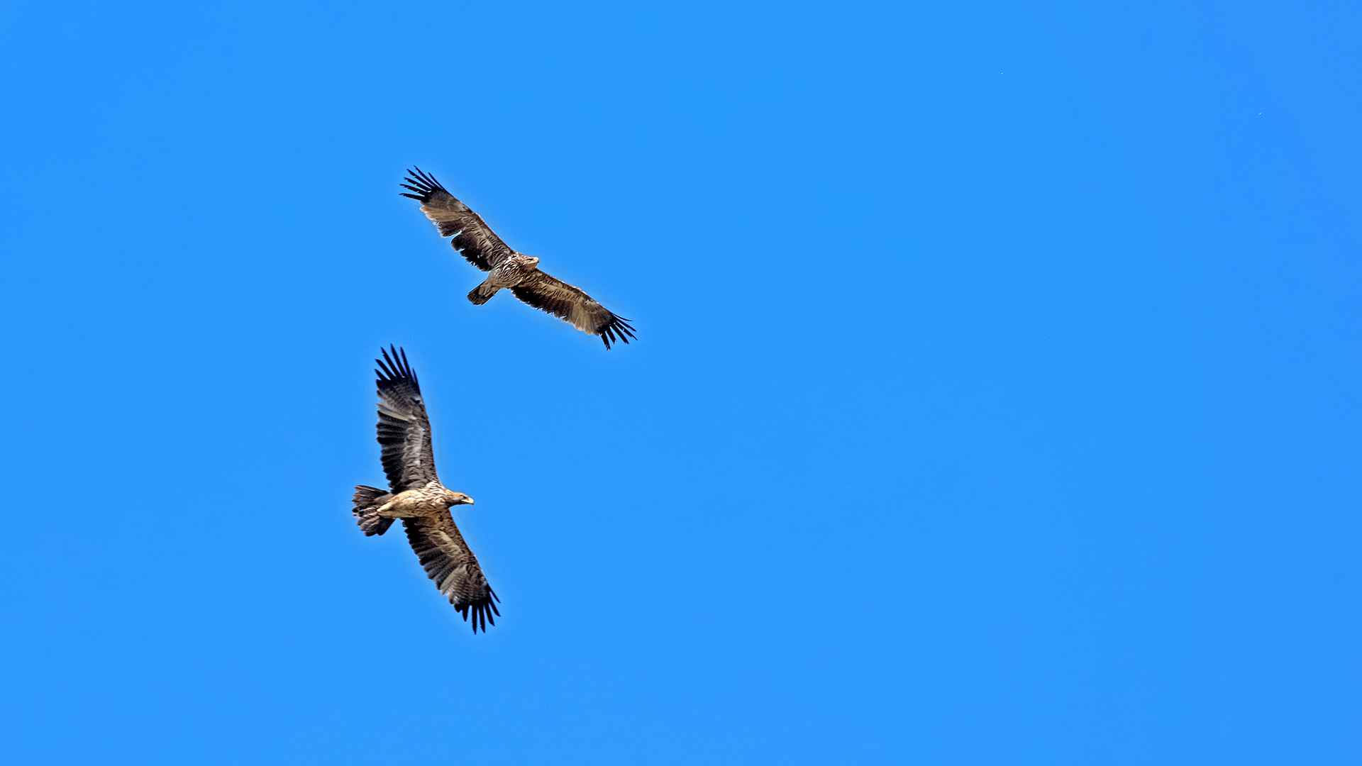 Imperial Eagle