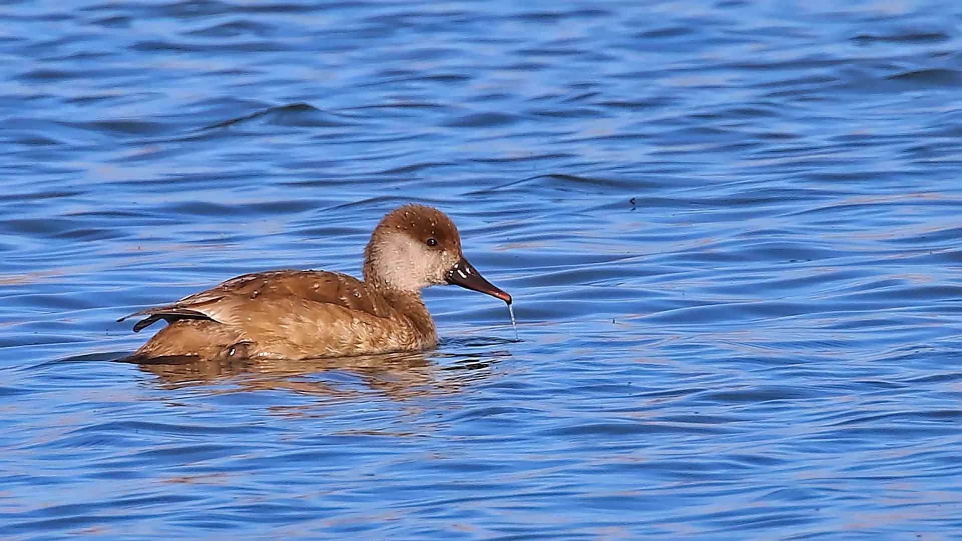 Red-crested Pochard