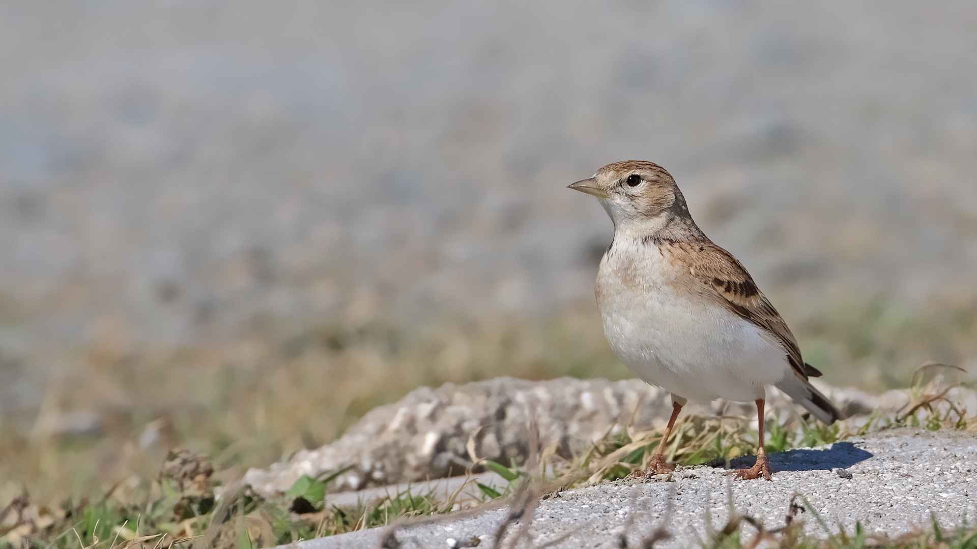 Bozkır toygarı