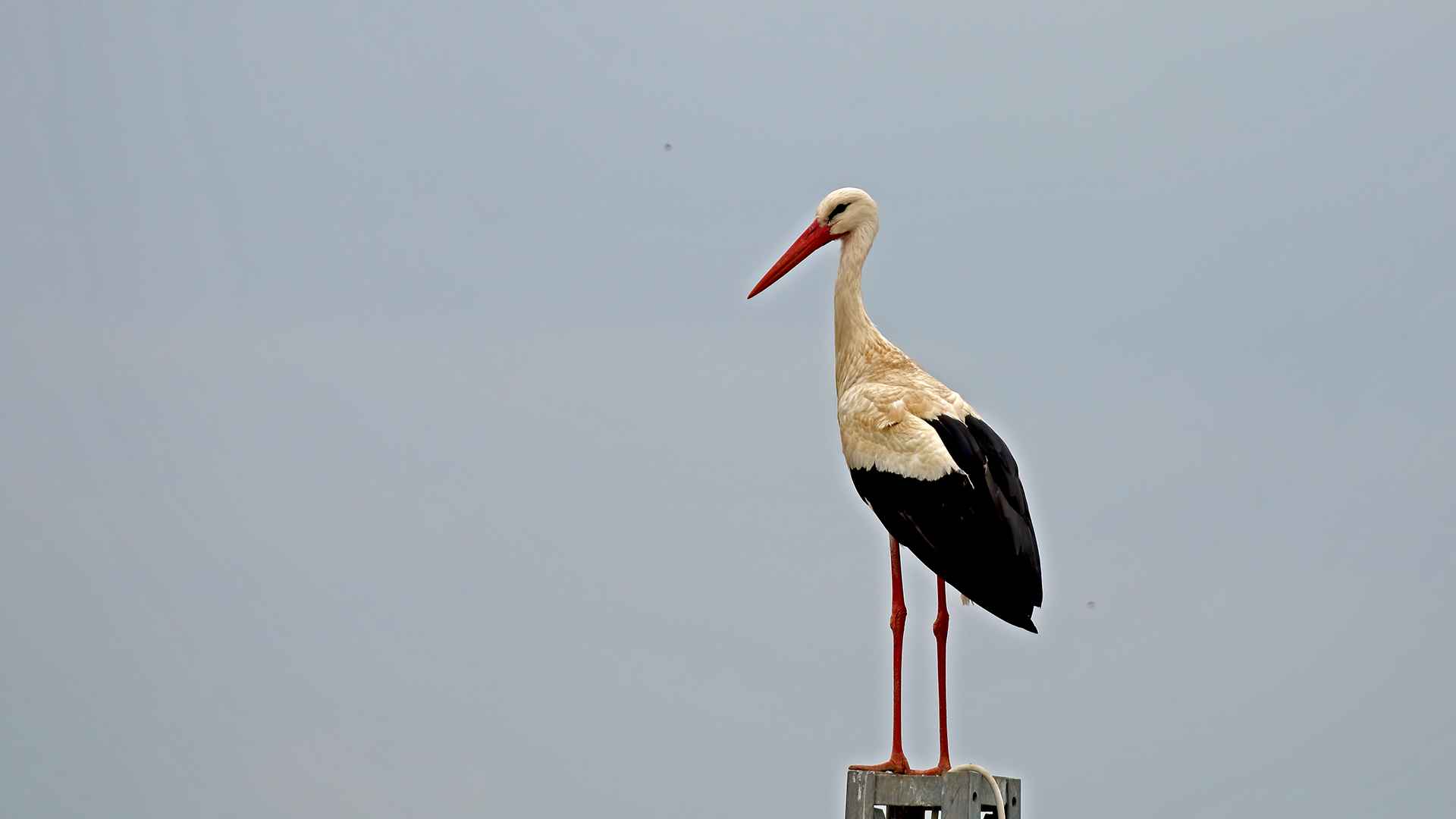 White Stork