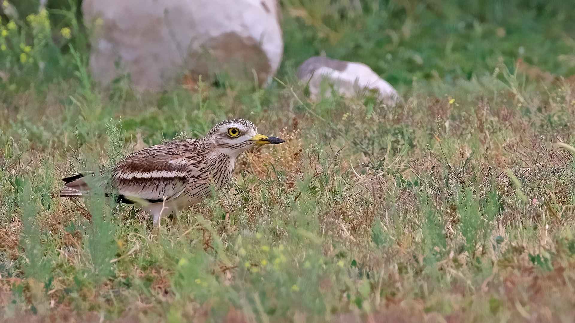 Eurasian Thick-knee