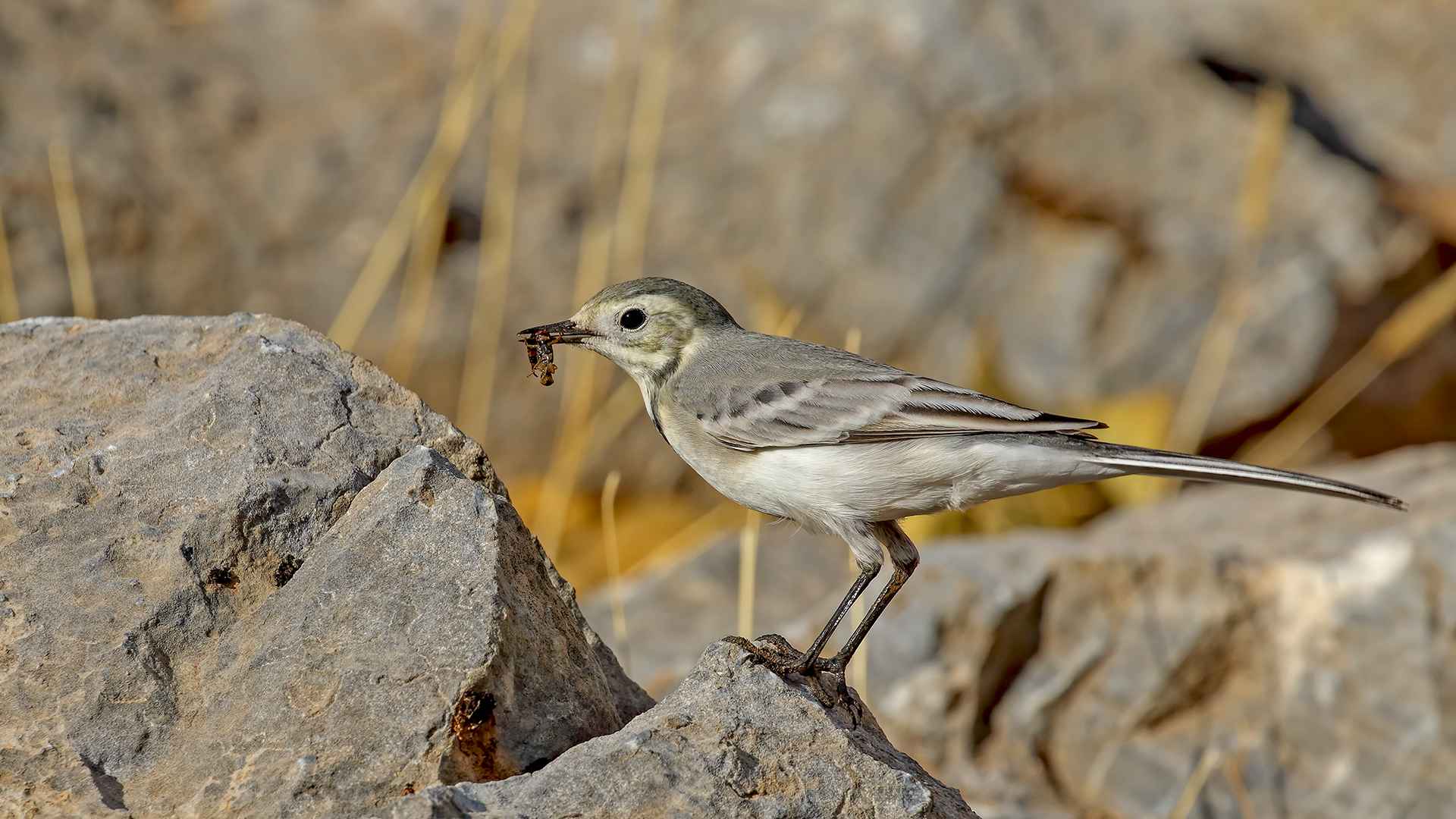 White Wagtail