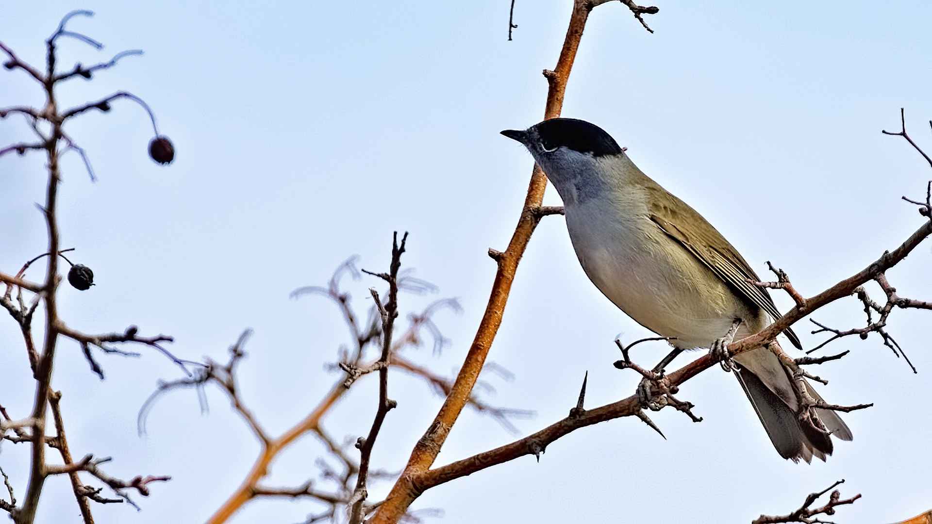 Eurasian Blackcap