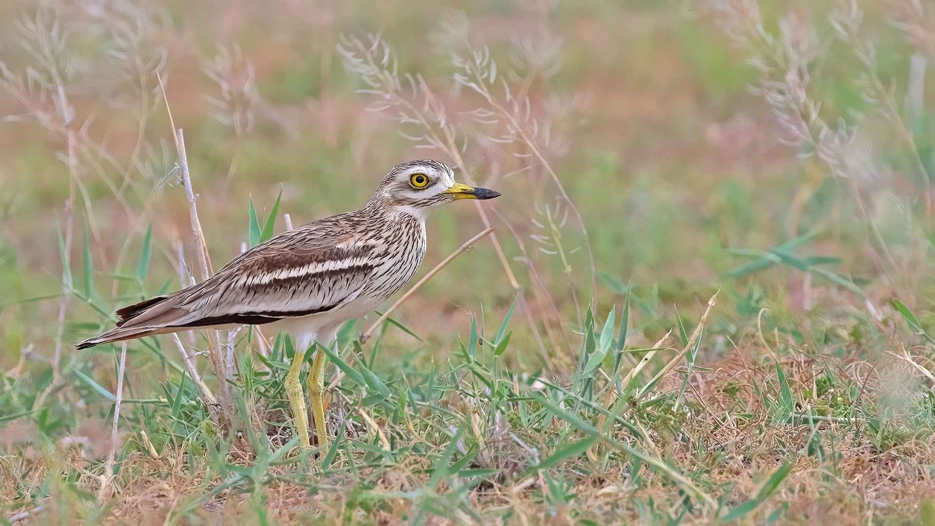Eurasian Thick-knee
