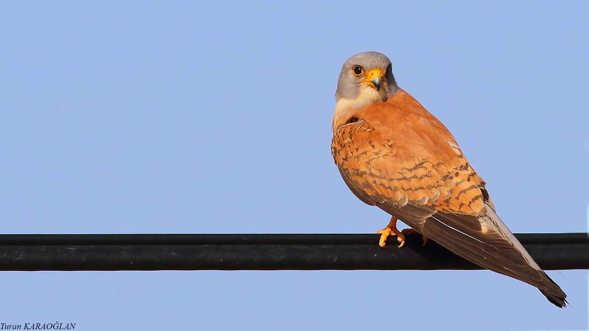 Lesser Kestrel