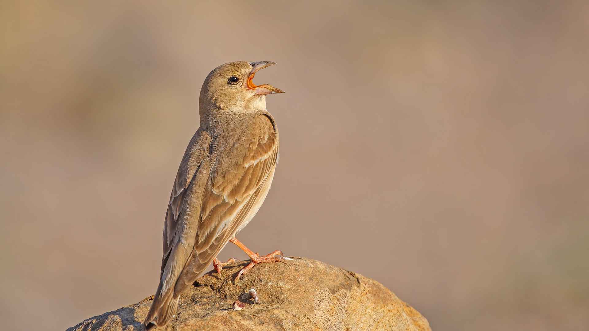 Pale Rockfinch