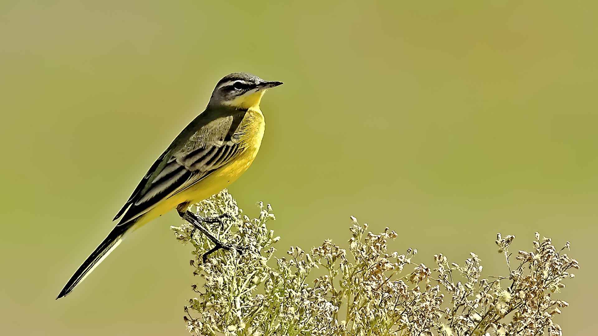 Western Yellow Wagtail