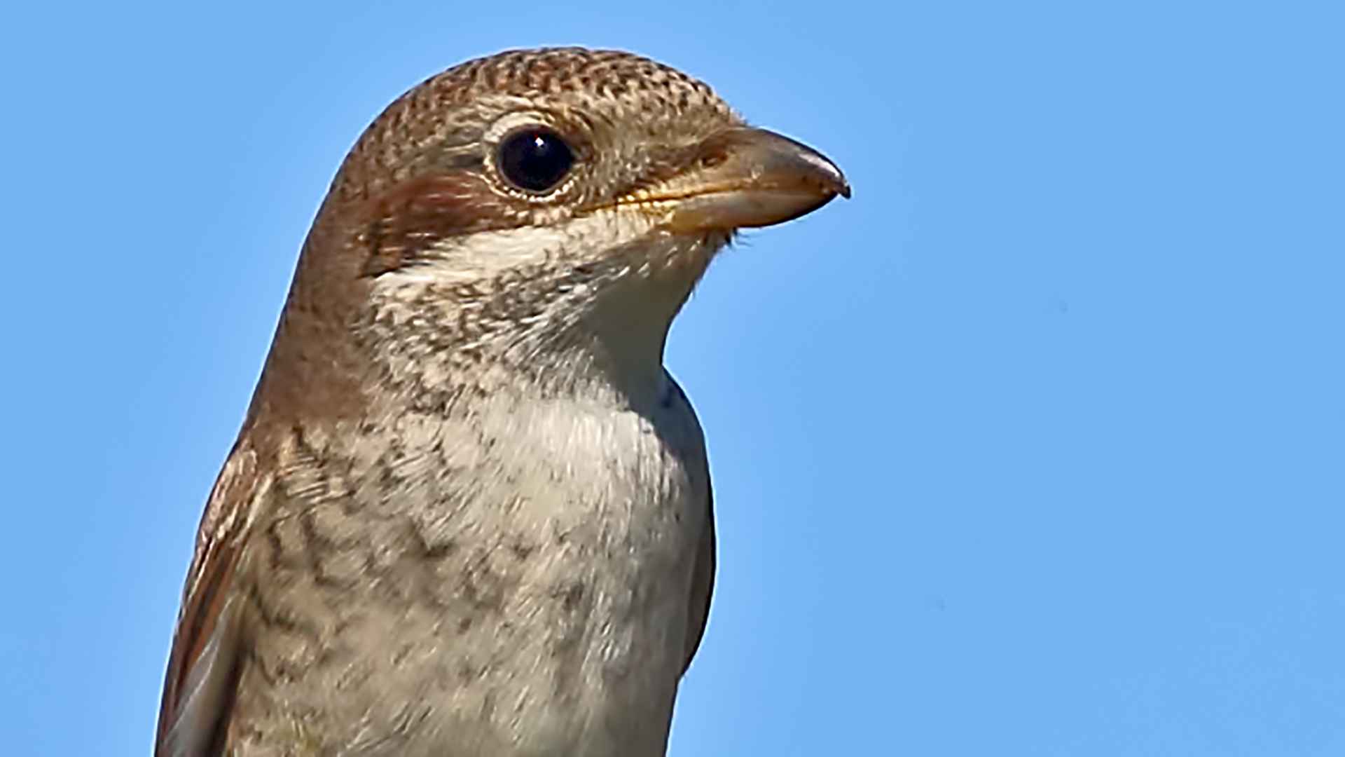 Kızılsırtlı örümcekkuşu