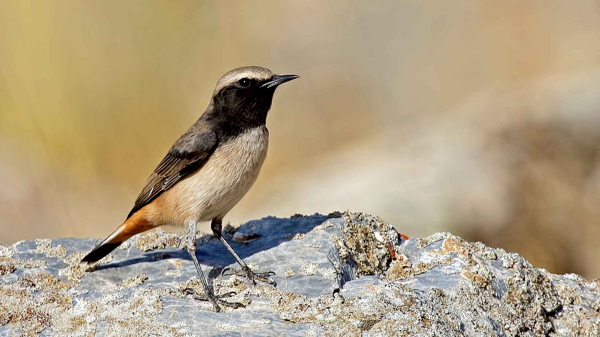 Kızılca kuyrukkakan