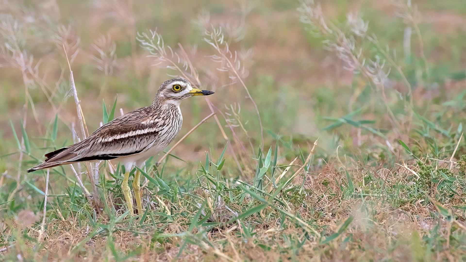Eurasian Thick-knee