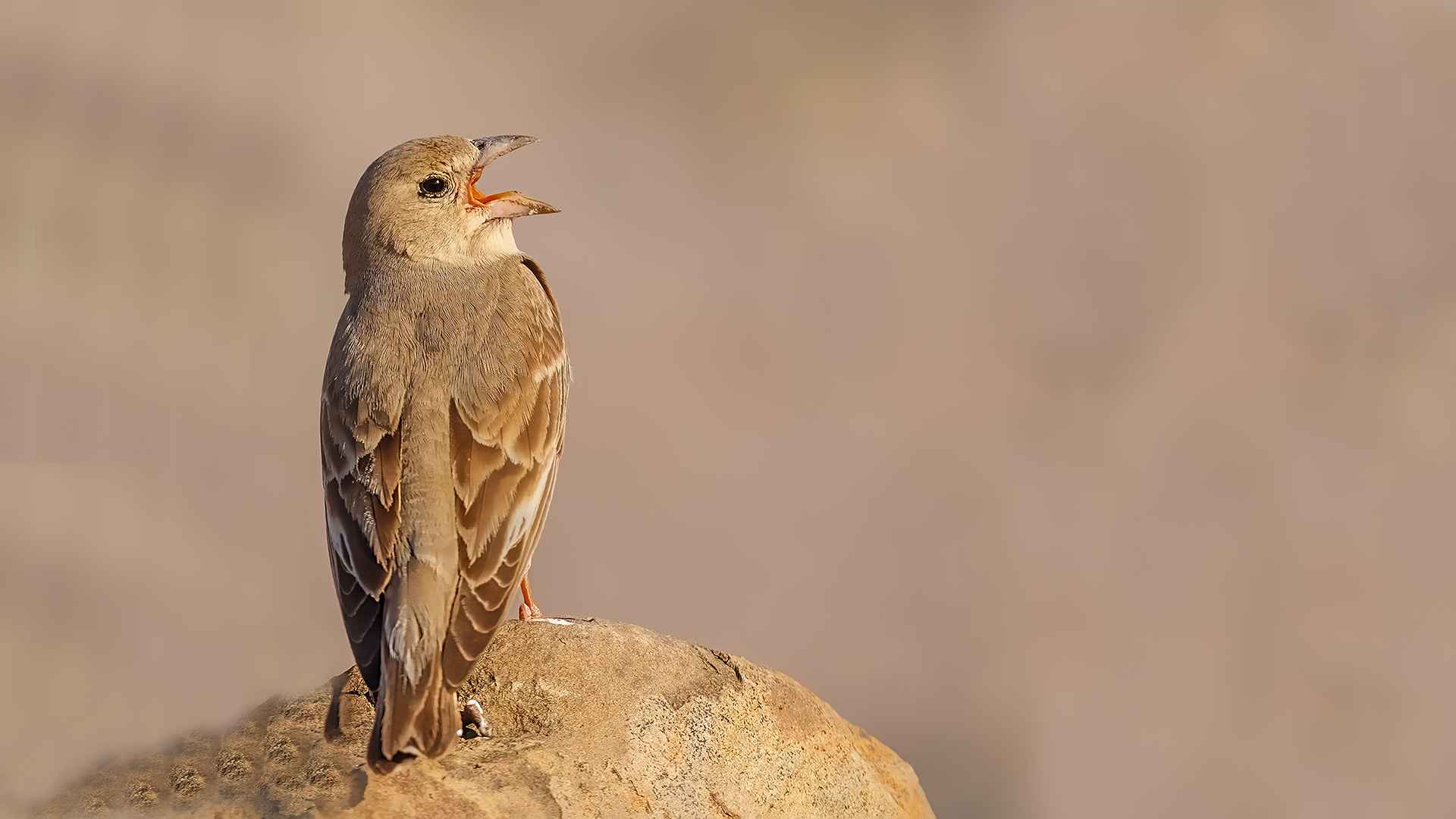 Pale Rockfinch