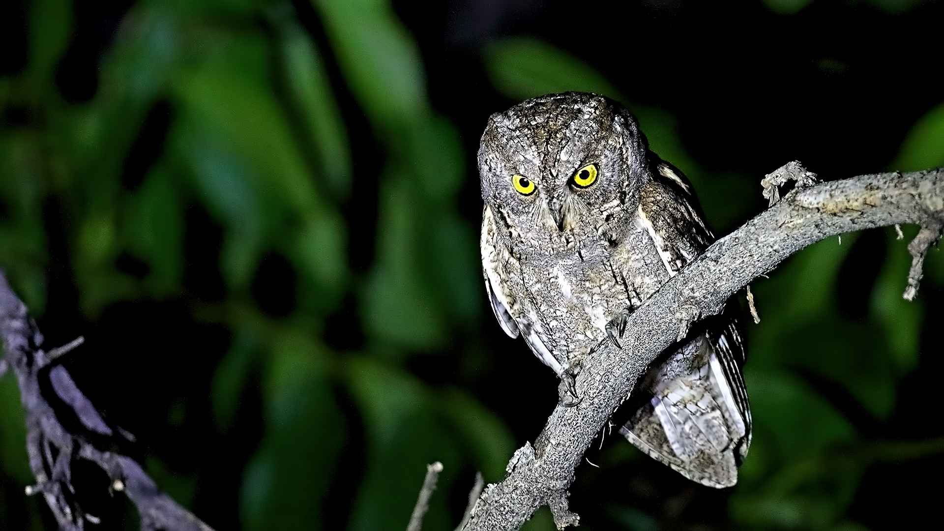 Eurasian Scops-Owl
