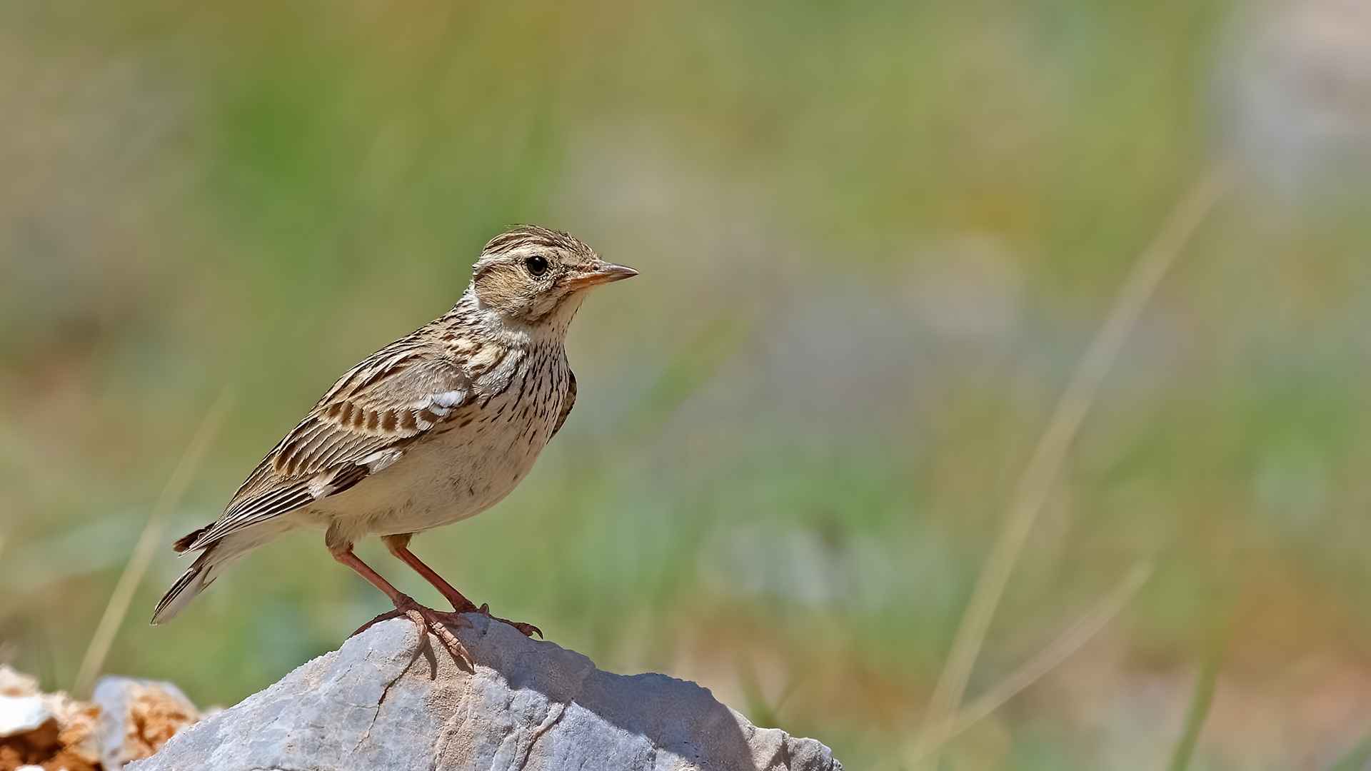 Wood Lark