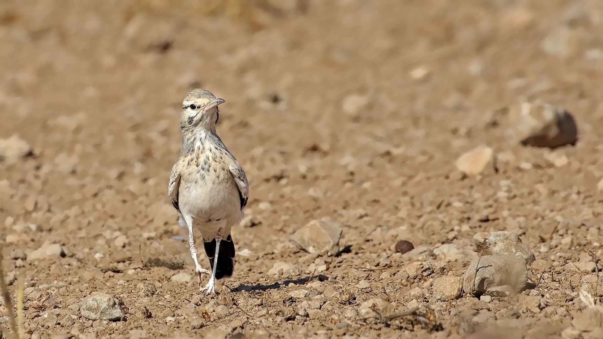 Greater Hoopoe-Lark