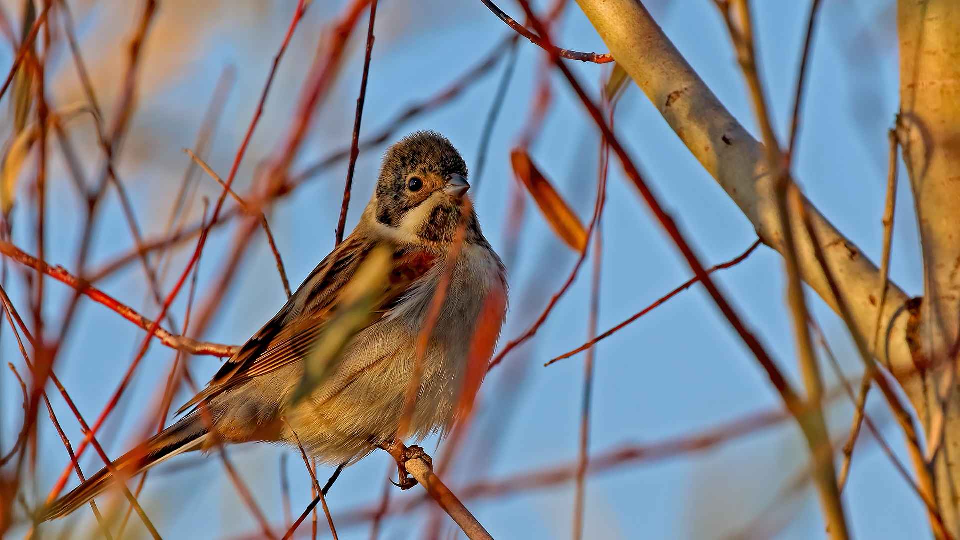 Reed Bunting