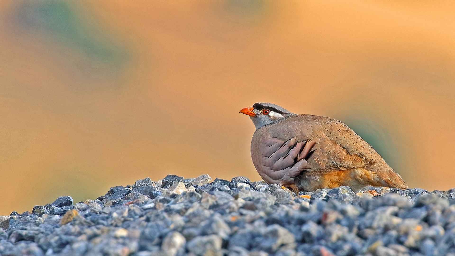 Kum kekliği