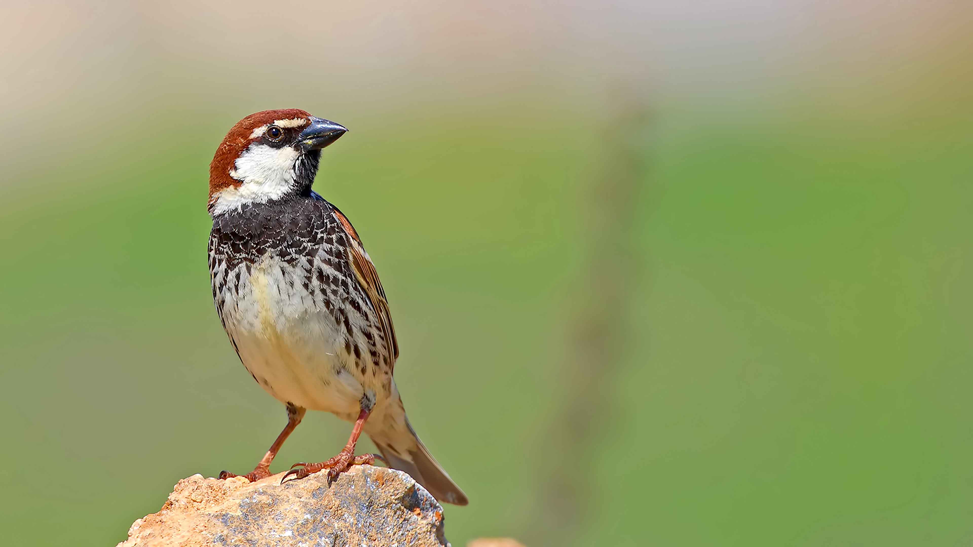 Spanish Sparrow