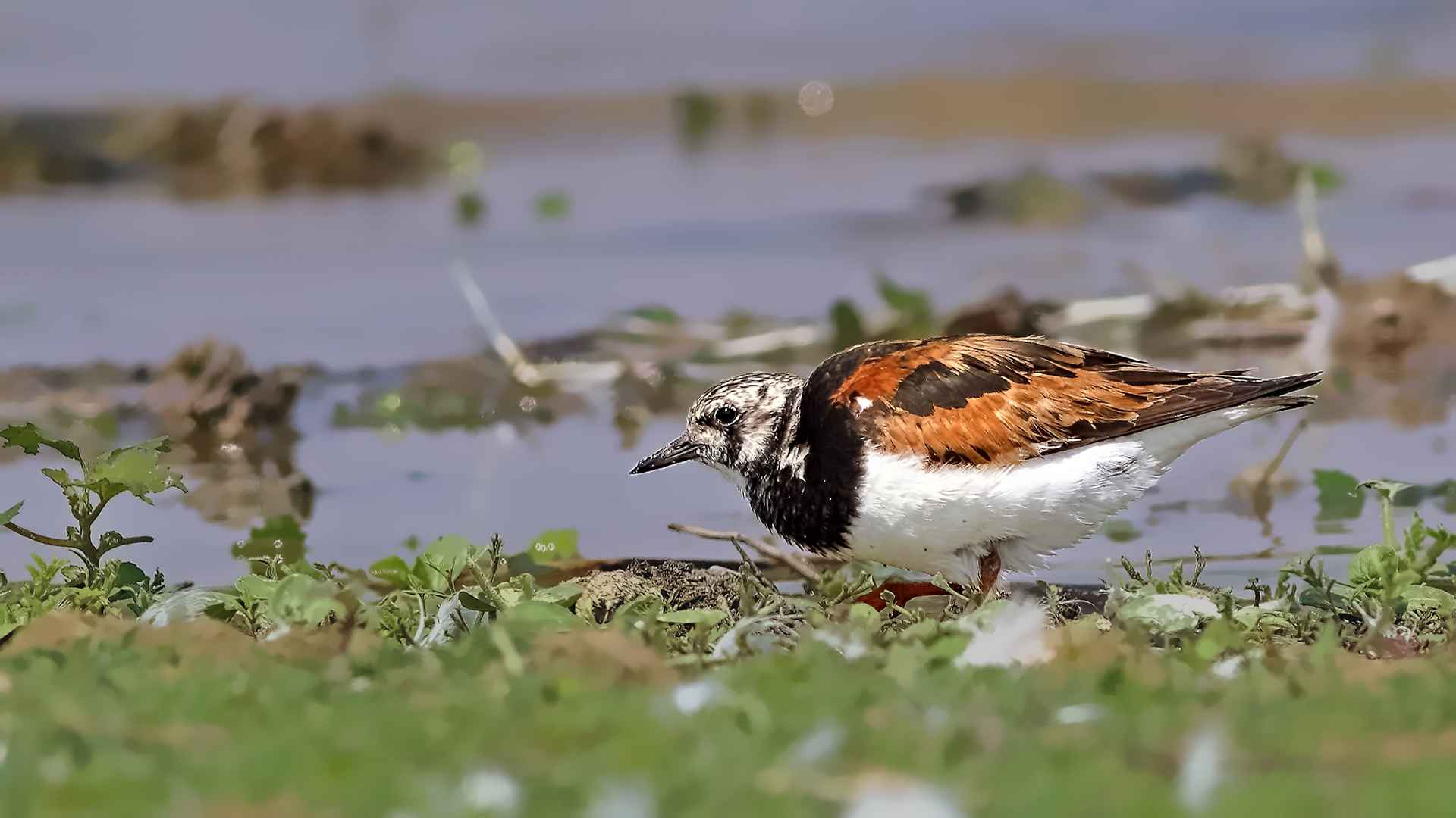 Ruddy Turnstone
