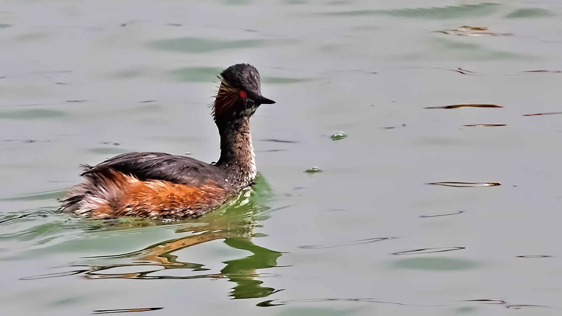 Eared Grebe
