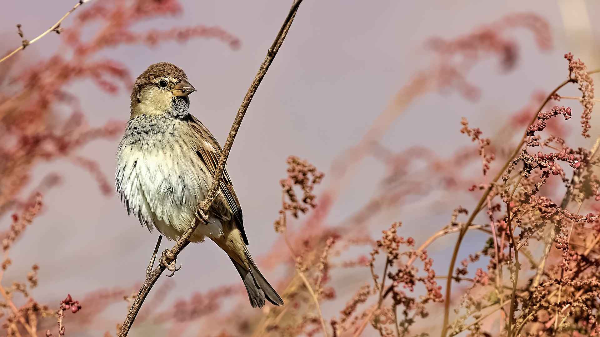 Spanish Sparrow