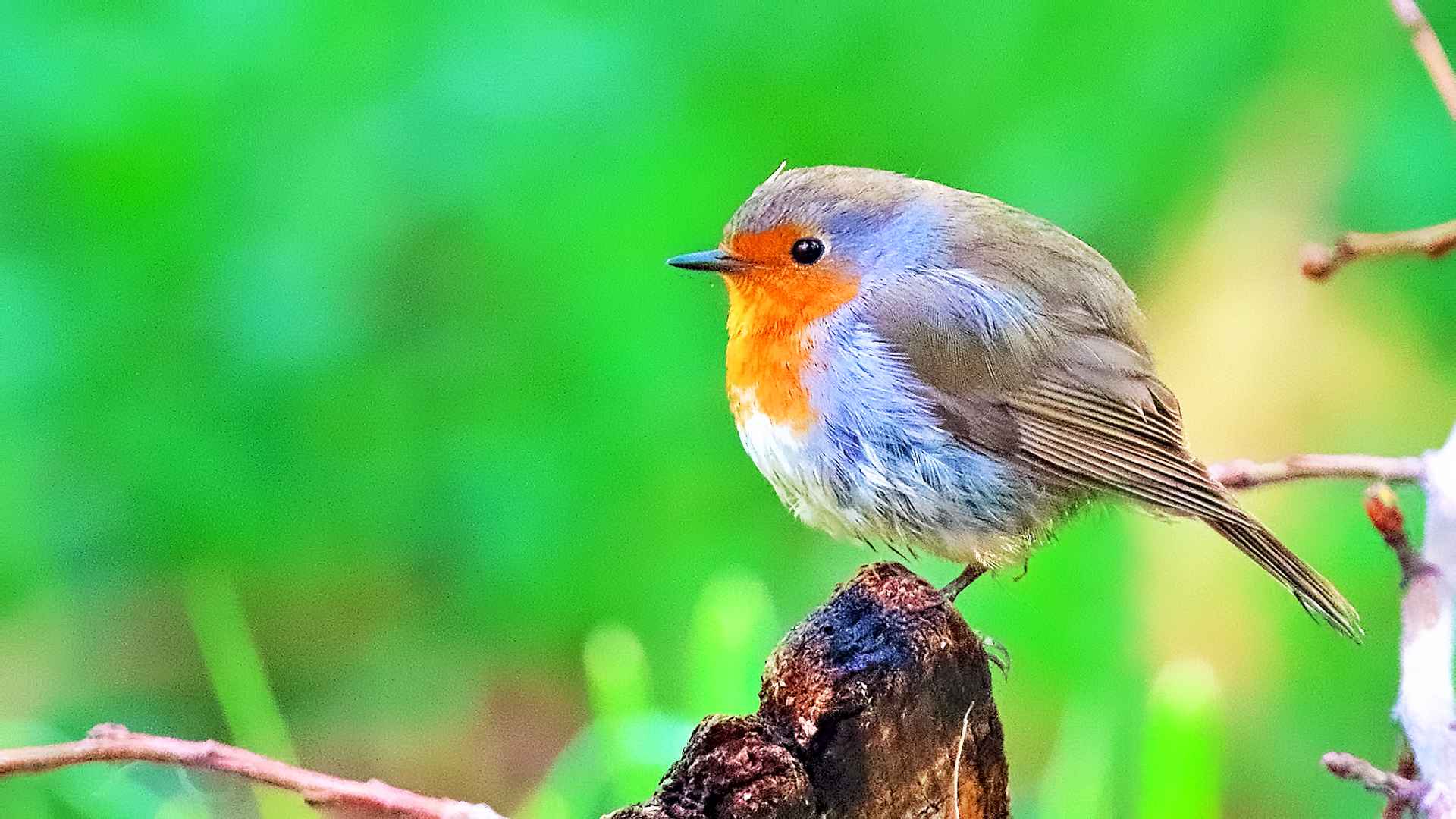 European Robin