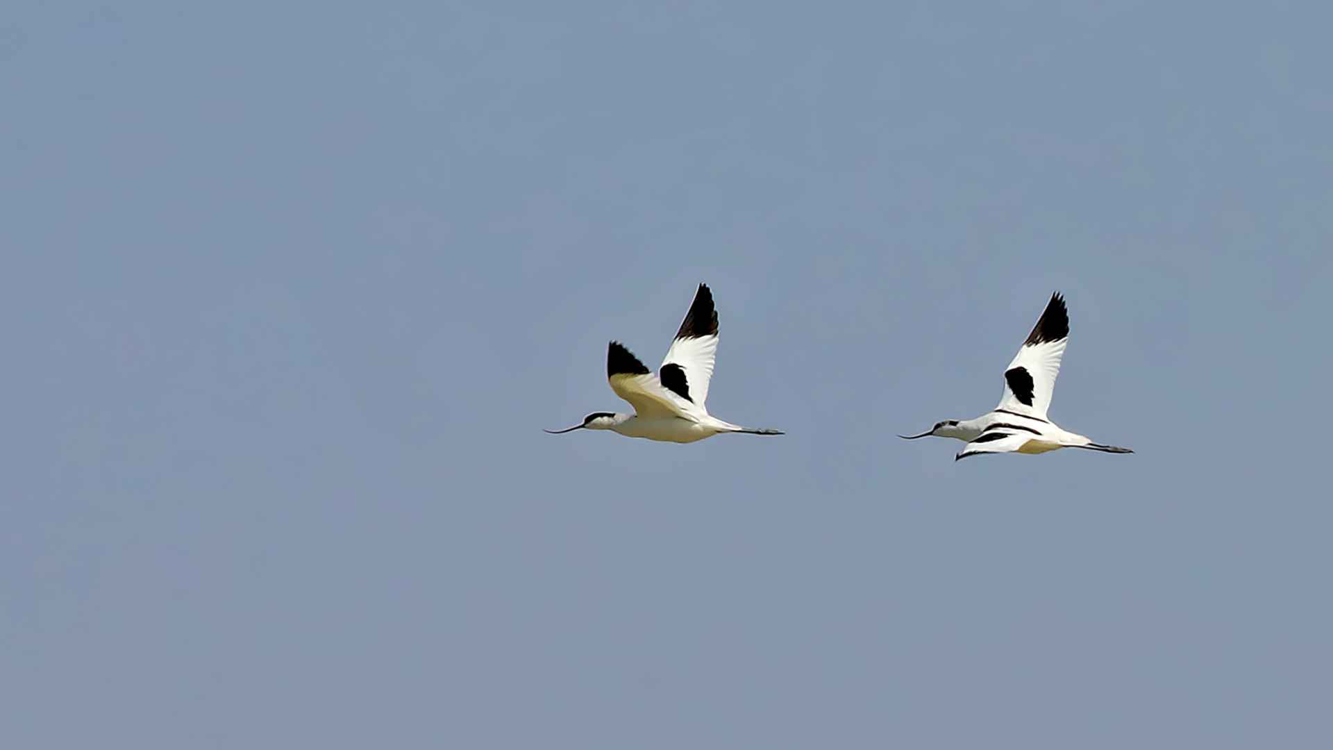 Pied Avocet