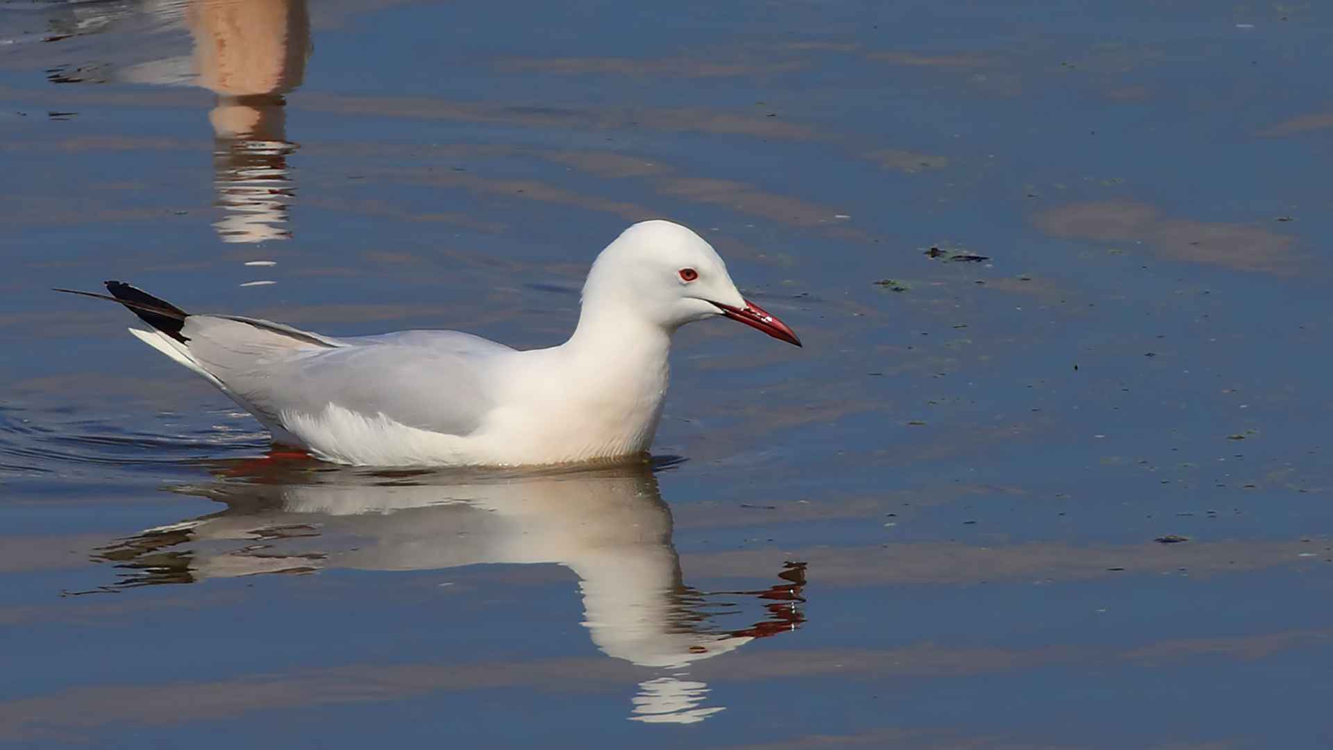 Slender-billed Gull