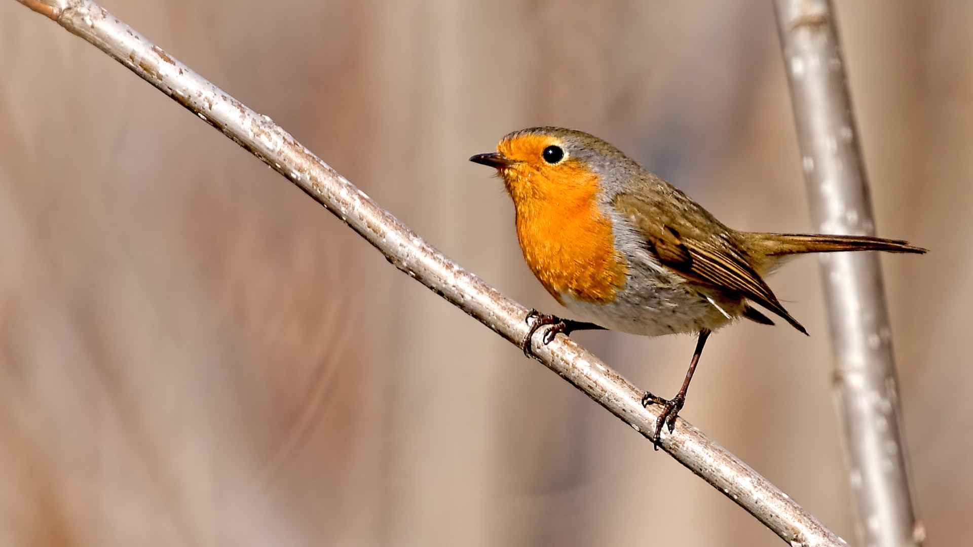 European Robin