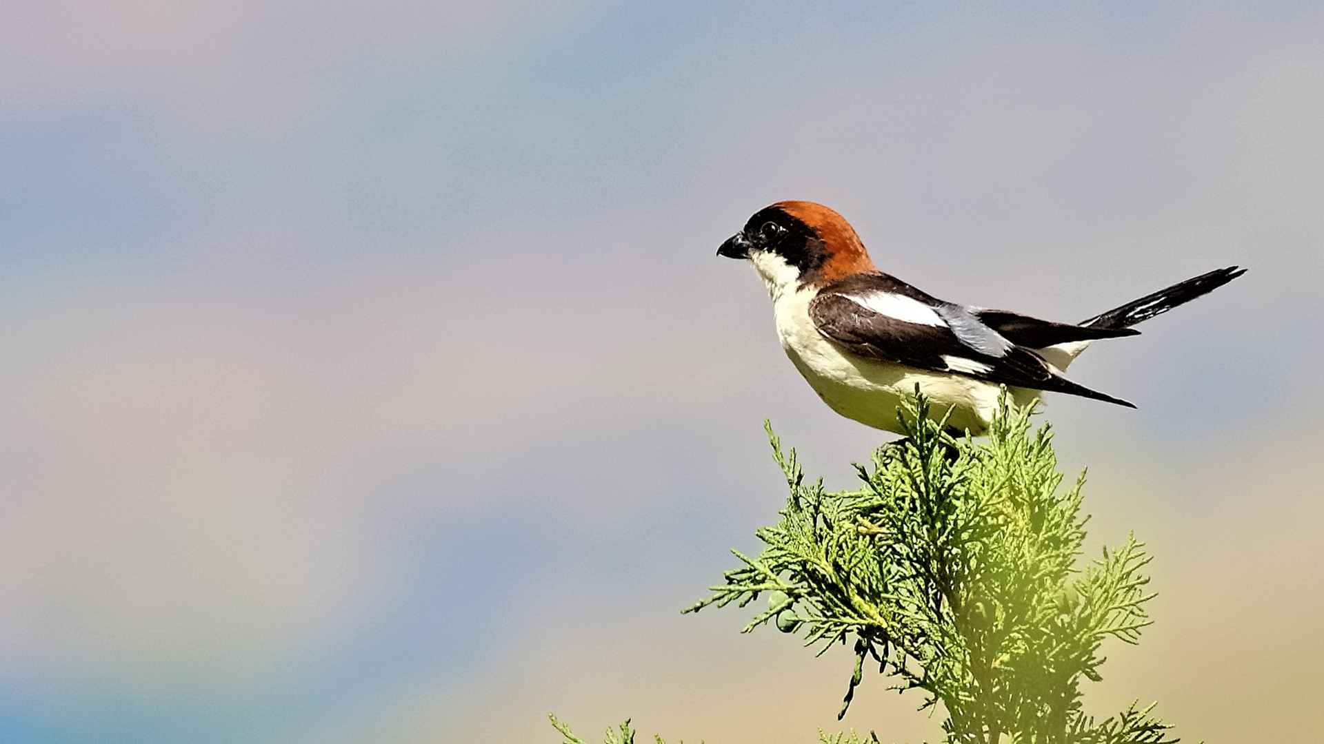 Woodchat Shrike