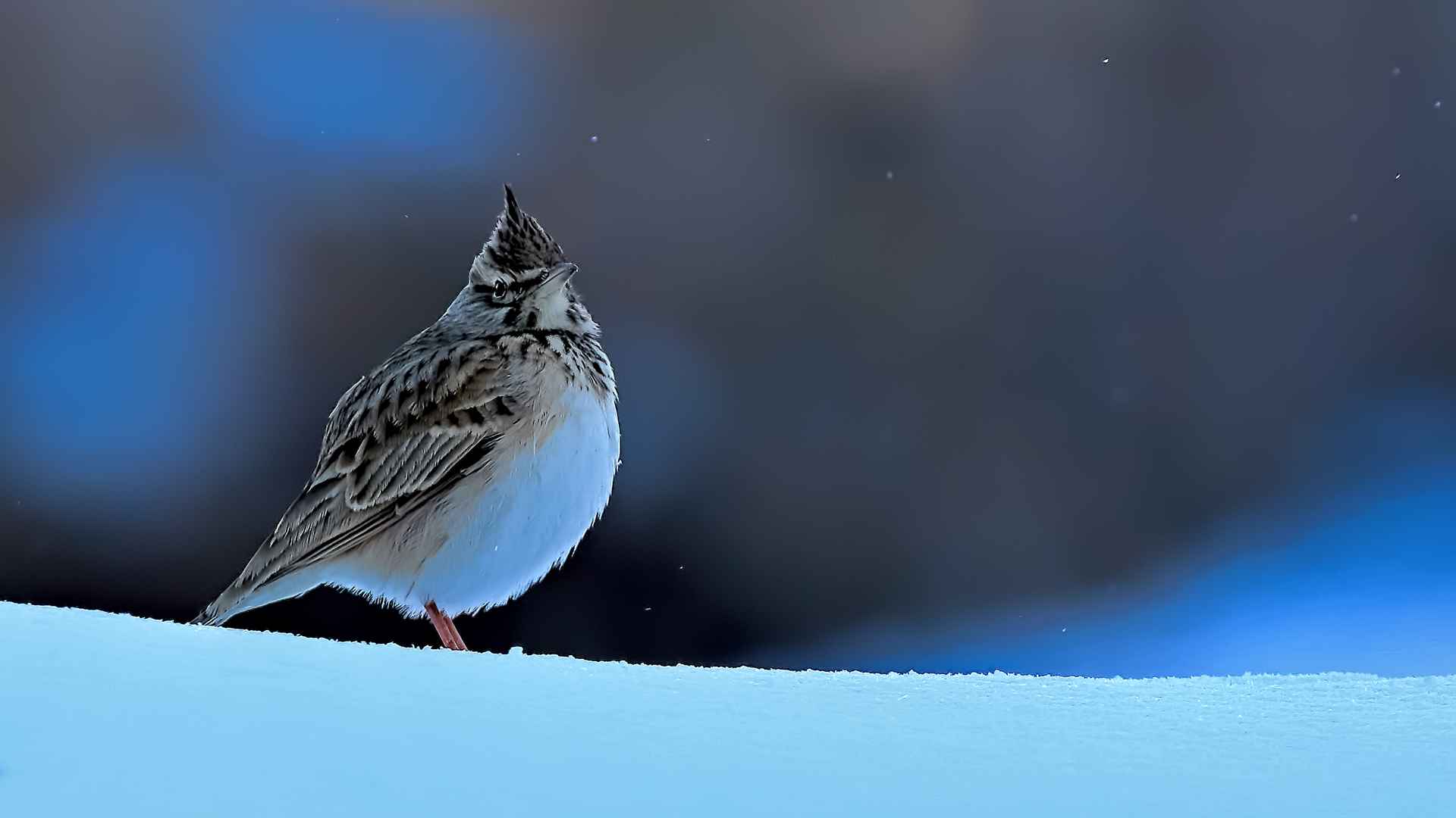 Crested Lark